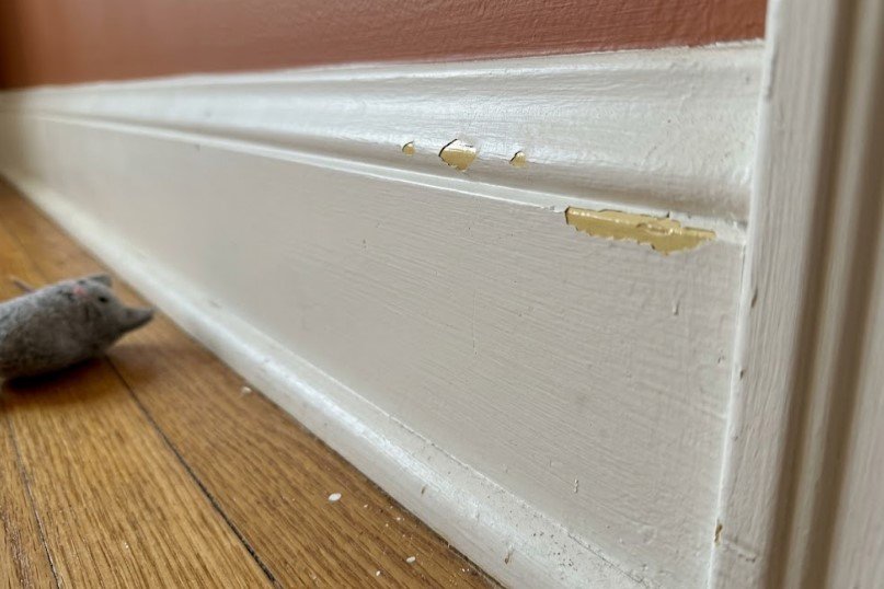Why Is My Paint Chipping? Poor Prep or Surface Used to Soon? 1 White paint chipping off a baseboard to reveal glossy yellow oil paint underneath